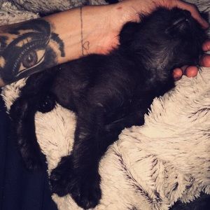 Meet your Posher, Alex